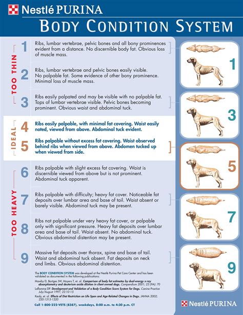 Fit Or Fat Your Pets Body Condition Score Bcs Veterinarian In