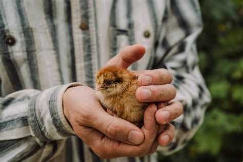 New Born Little Chicken In The Hands Of The Farmer Stock Photo Image
