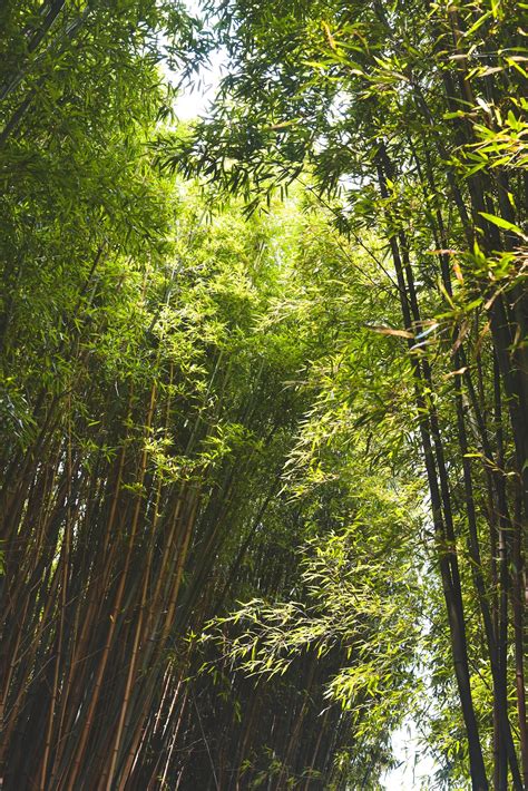 Green Bamboo Trees Photo Free Green Image On Unsplash