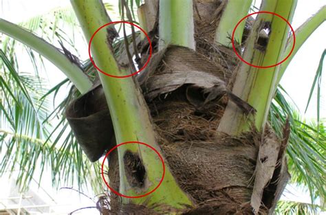 What measure would you use? Hawaii Invasive Species Council | Beetle Busters: Help ...