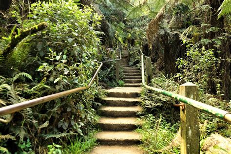 Conquer The 1000 Steps Dandenong Challenge Yourself 1000 Steps