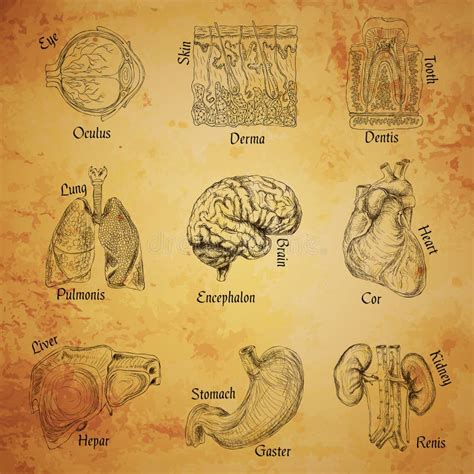 Disegno Degli Organi Umani Anatomia Del Corpo Del Vettore Parti Del