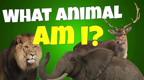 animals sounds quiz - YouTube