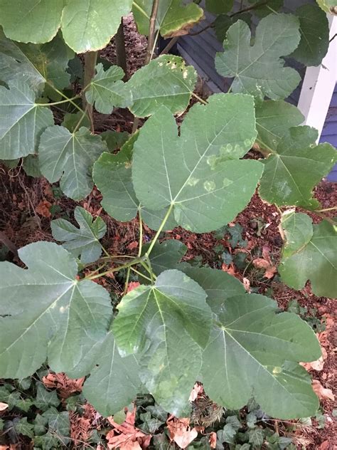 Applications of hoticultural oils or sulfur sprays are effective at controlling blister. Fig (Ficus carica)-Fig Mosaic Disease | Pacific Northwest ...
