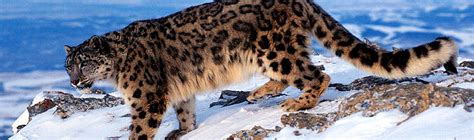 About Snow Leopard Wwf India