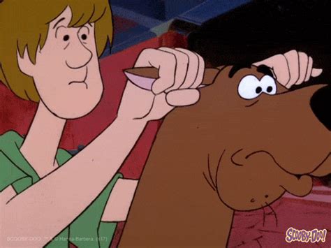 Scooby Arequipeo GIFs Find Share On GIPHY