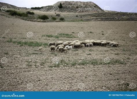 Sheep Grazing Field Stock Photo Image Of Agriculture 150786794