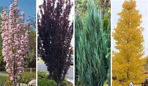 Fast Growing Flowering Trees Zone 6 Best Trees To Plant 15 Options