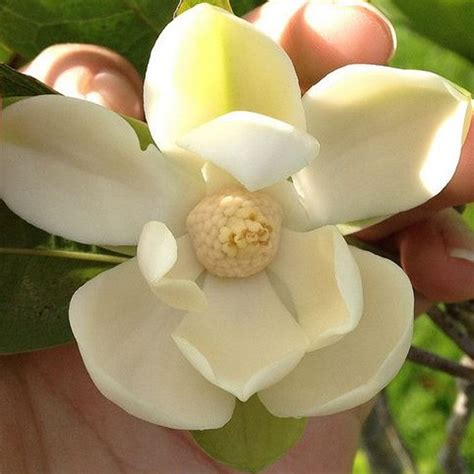 Magnolia Dwarf Coco Flowering Shrubs