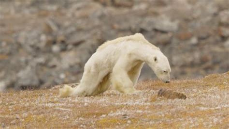 Starving Polar Bear Photographers On What Theyd Do Differently