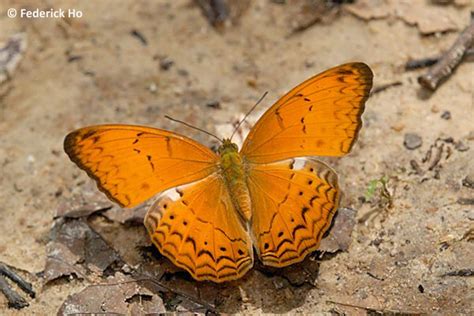 Butterflies Of Singapore Life History Of The Common Yeoman