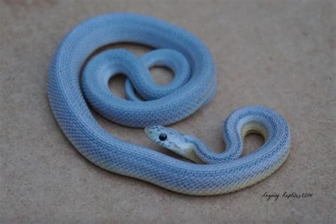 Blue Corn Snake Appearance And Care Guide Animalia Planet
