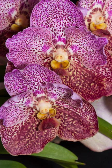 The florida league of cities municipal directory includes the names of municipal officials, addresses, phone and fax numbers, email addresses and web addresses (where available) for florida's 411 cities, towns and villages. Boca Raton Orchid Society | Orchidaceae, Orchids, Plants