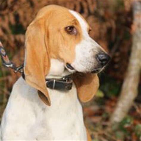 Aktive singler, aktive familier, hus med gård, erfarne hundeejere, jægere. Schweizer Laufhund Breed Guide - Learn about the Schweizer ...