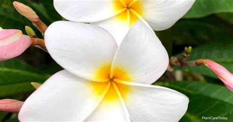 Colorful Types Of Plumeria Frangipani And Their Fragrant Blooms