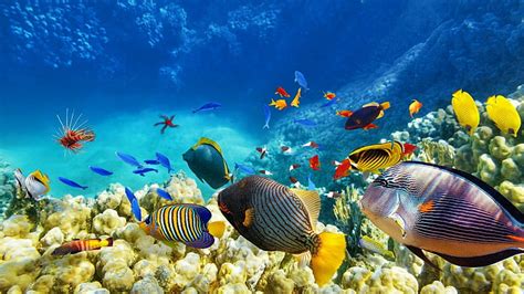 Hd Wallpaper Fish Underwater Coral Reef Ecosystem Marine Biology
