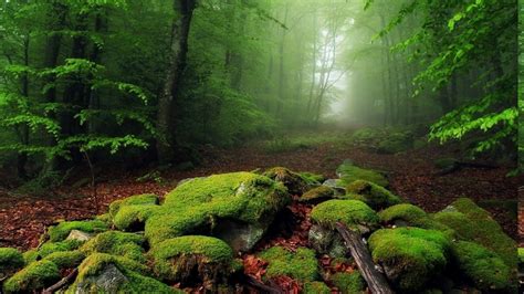 Free Download Nature Landscape Mist Forest Moss Leaves Morning Trees