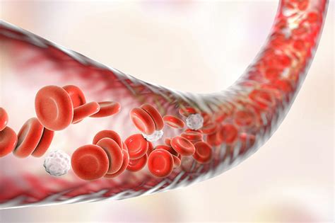 Blood Vessel With Blood Cells Photograph By Kateryna Konscience Photo