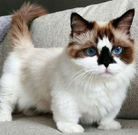 The 10 Smallest Domesticated Cat Breeds In The World Lol Cats