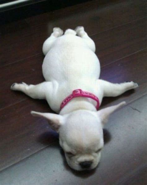 12 Dogs In The Most Outrageous Sleeping Positions