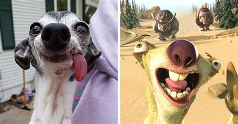 Meet Zappa The Dog With The Floppy Tongue Who Looks Exactly Like Sid
