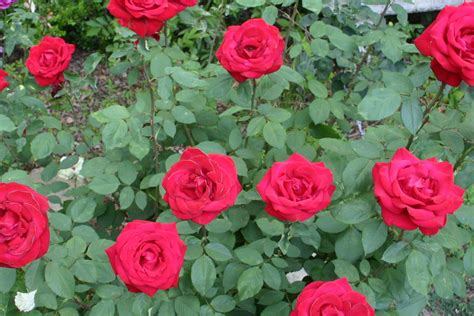 The hybrid tea was widely accepted because it bloomed more than one time during the season. red, white and blue - The Gardener's Cottage