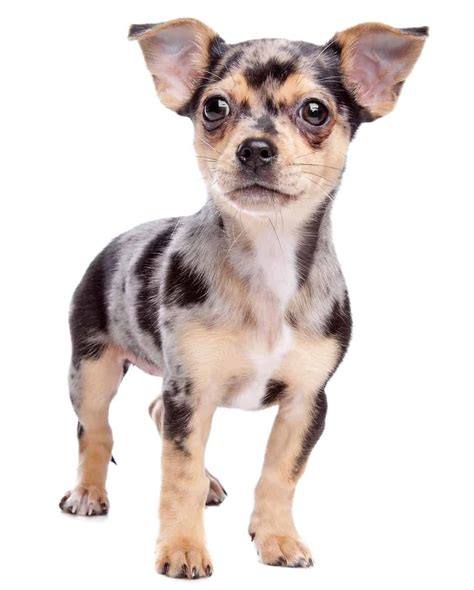 Merle Chihuahua The Truth Behind This Unusually Colored Dog
