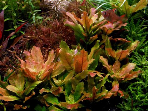 Ludwigia Sphaerocarpa Pilosa Aqualookpl