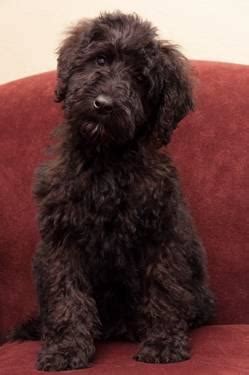 These loving, intelligent standard bernedoodle puppies are a cross between a bernese mountain dog and a standard poodle. Medium Sized Bernedoodle Puppies for Sale in Seattle ...