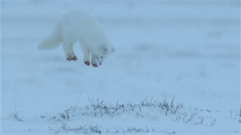 Snowbound Animals Of Winter Arctic Fox Dive Bombs Prey Hidden In The