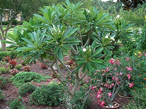 Check spelling or type a new query. PlantFiles Pictures: Plumeria 'Dwarf Singapore White ...
