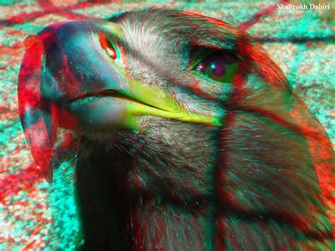Eagleanaglyph 3d Picture You Need Redcyan Glasses Flickr