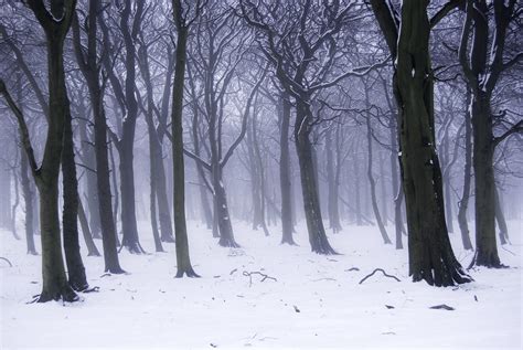 On White Winter Woods In Snow And Mist By Keartona Large