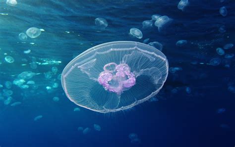 Moon Jellyfish At Gota Sagher Underwater World Okean Widescreen Desktop