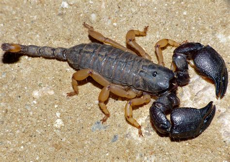 Yellow Legged Tree Scorpion Opisthacanthus Asper Flickr Photo