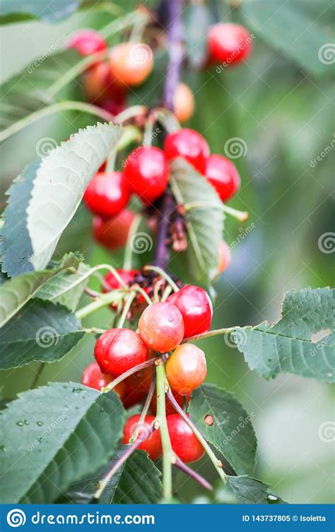 Prunus Avium Or Sweet Cherry Ripe Fruits On The Branch Stock Image