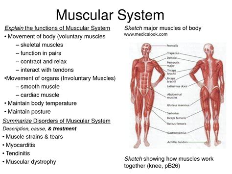 The body's muscular system consists of about 650 muscles that aid in movement, blood flow and there are three types of muscle: Pin by Catherine Opan on Human Body Anatomy | Pinterest ...