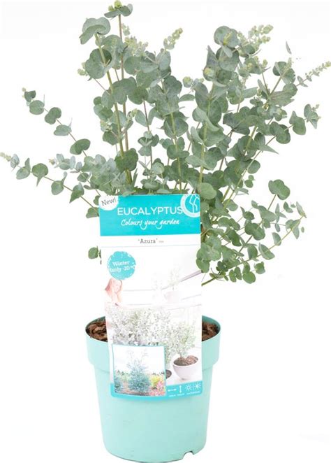 Plant In A Box Eucalyptus Pulverulenta Eucalyptus Struik Tuinplant Pot Cm Bol