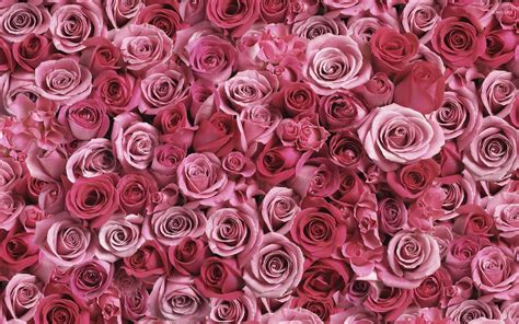 19 Astonishing Red And Pink Roses Wallpapers Pics Wallpaper Box