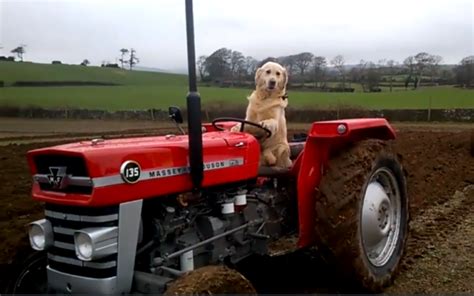 Tractor Driving Dog Loves Helping With The Farm Chores