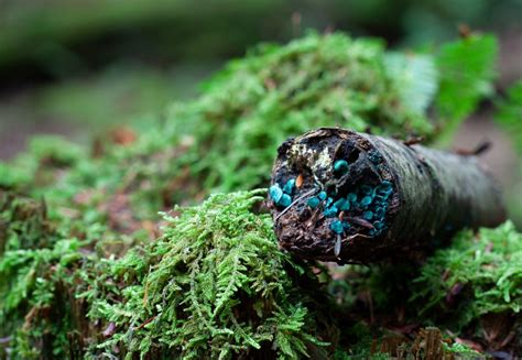 ﻿ green fungus (зеленый гриб). Green Elfcup Fungus - Cook Forest Conservancy