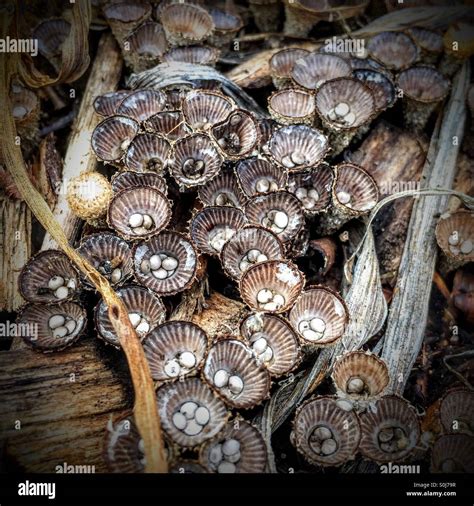 Fungus Growing In A Flower Garden In Michigan Stock Photo Alamy