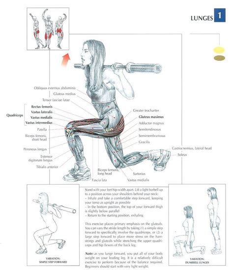 Choose from 500 different sets of flashcards about anatomy back muscles on quizlet. The LUNGE Exercise Muscle Anatomy