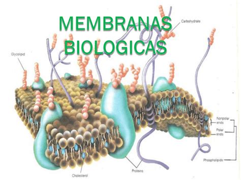 Membranas Biologicas Alumnosmedicinaunahvs