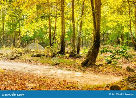 Summer Woods Natural Landscape Stock Photo Image Of Background