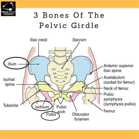 Pelvic Girdle Shapes Which Are The Three Bones Of The Pelvic Bones Parallel Coaching