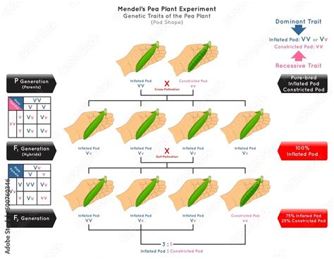 Vetor De Pod Shape Genetic Trait Pea Plant Mendel Experiment