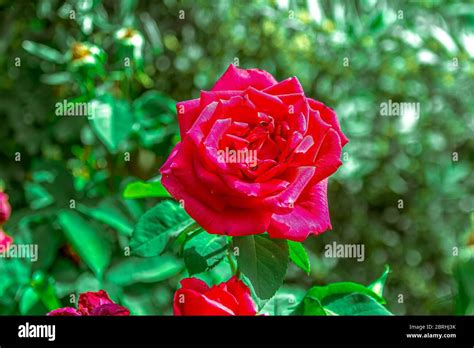 Macro Closeup Of A Red Rose Stock Photo Alamy