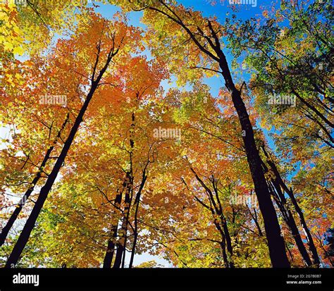 Autumn Scene Greenville Maine Usa Stock Photo Alamy