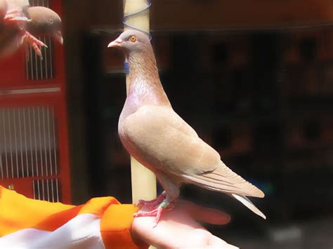 Makanan untuk piyik burung merpati. √ Cara Membedakan Piyik Merpati Jantan atau Betina ...